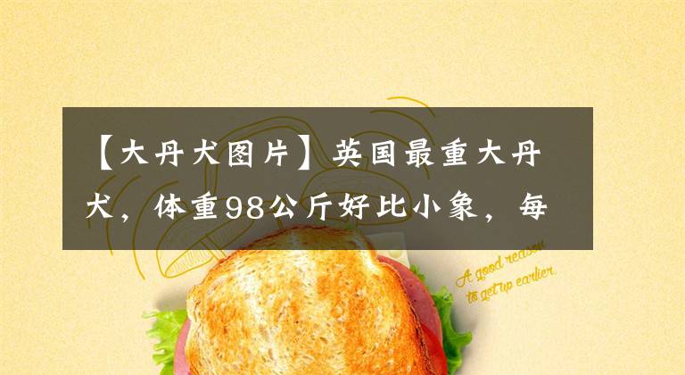 【大丹犬图片】英国最重大丹犬，体重98公斤好比小象，每周吃掉16公斤食物