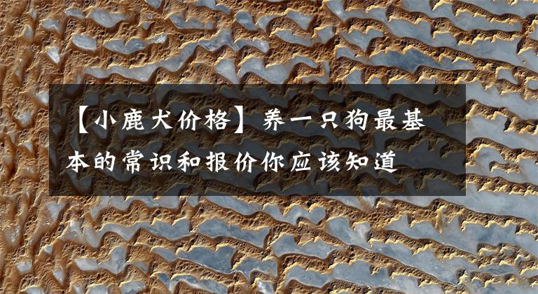 【小鹿犬价格】养一只狗最基本的常识和报价你应该知道