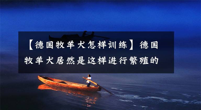 【德国牧羊犬怎样训练】德国牧羊犬居然是这样进行繁殖的!这怕是独一份吧
