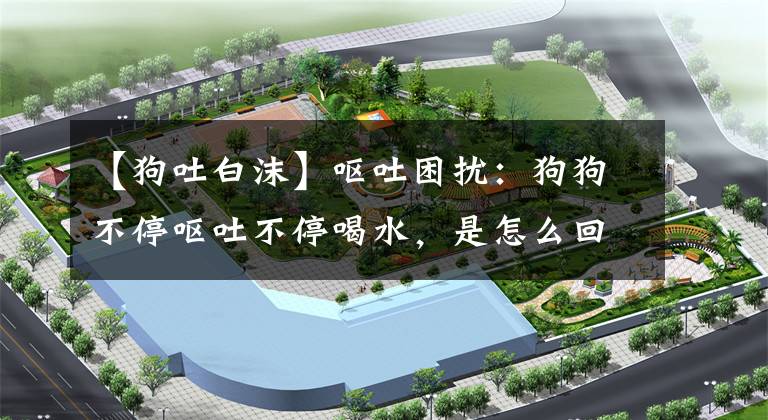【狗吐白沫】呕吐困扰：狗狗不停呕吐不停喝水，是怎么回事？护理有技巧吗？