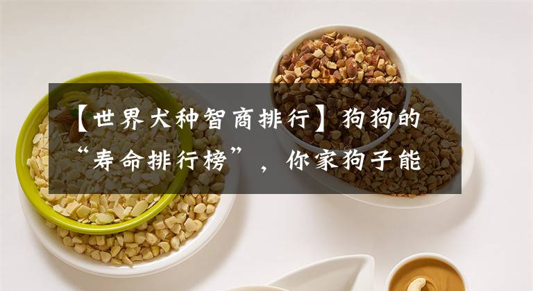 【世界犬种智商排行】狗狗的“寿命排行榜”，你家狗子能陪你多久？