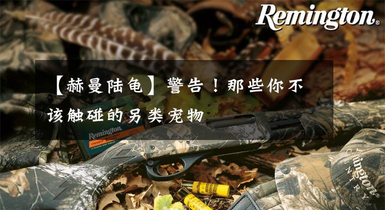 【赫曼陆龟】警告！那些你不该触碰的另类宠物