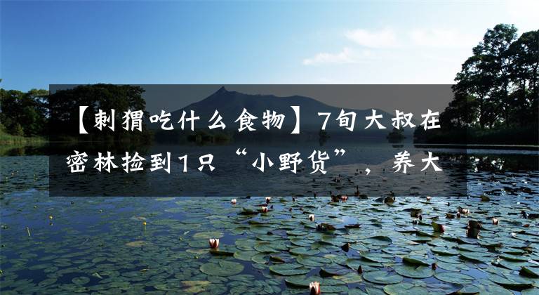 【刺猬吃什么食物】7旬大叔在密林捡到1只“小野货”,养大会看家护院,万元不卖