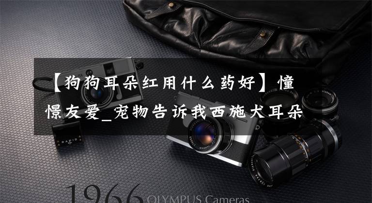 【狗狗耳朵红用什么药好】憧憬友爱_宠物告诉我西施犬耳朵又红又痒该怎么办。(威廉莎士比亚、宠物、宠物、宠物、宠物、宠物、宠物)华农怎么处理?_