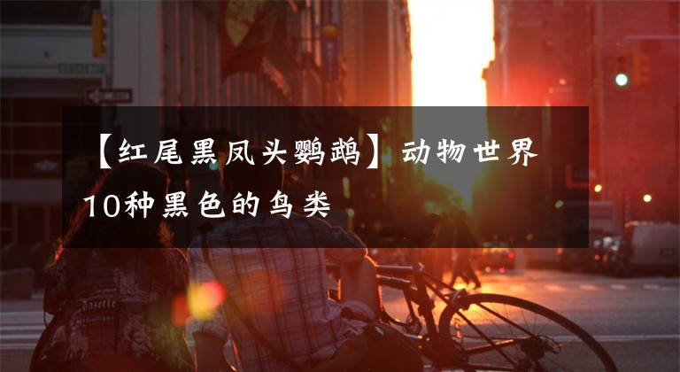 【红尾黑凤头鹦鹉】动物世界10种黑色的鸟类