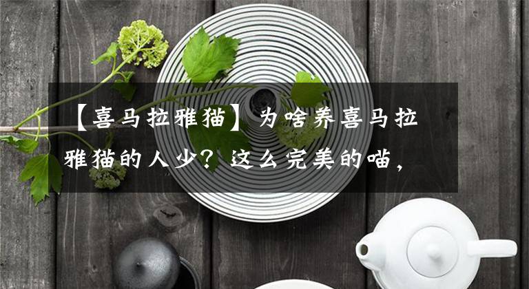 【喜马拉雅猫】为啥养喜马拉雅猫的人少?这么完美的喵,没人知道?