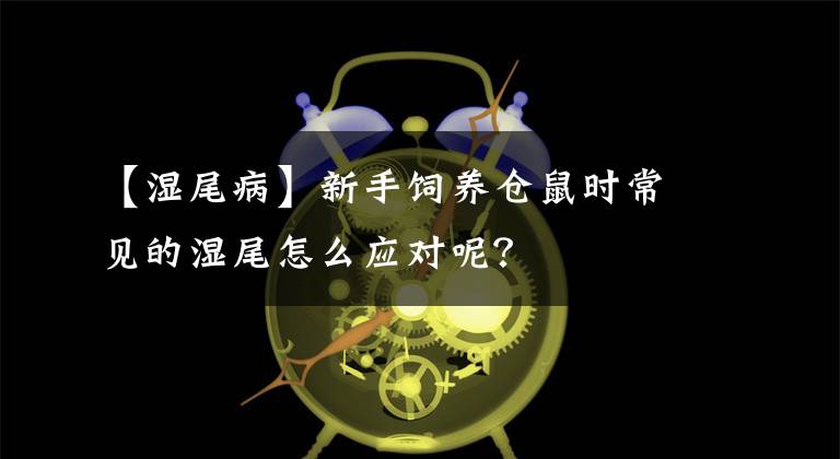 【湿尾病】新手饲养仓鼠时常见的湿尾怎么应对呢？