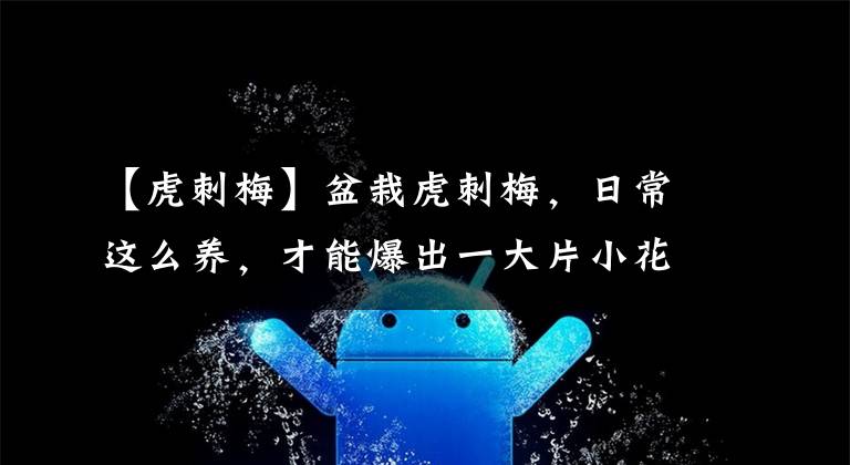 【虎刺梅】盆栽虎刺梅，日常这么养，才能爆出一大片小花