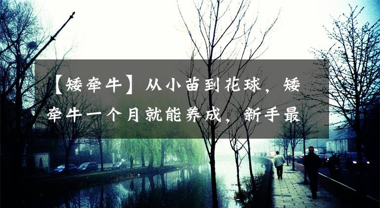 【矮牵牛】从小苗到花球,矮牵牛一个月就能养成,新手最爱!