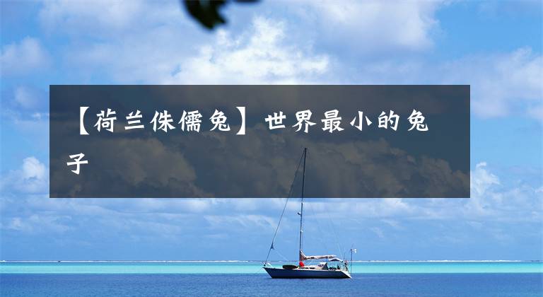 【荷兰侏儒兔】世界最小的兔子