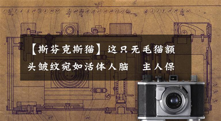 【斯芬克斯猫】这只无毛猫额头皱纹宛如活体人脑 主人保证:它很乖