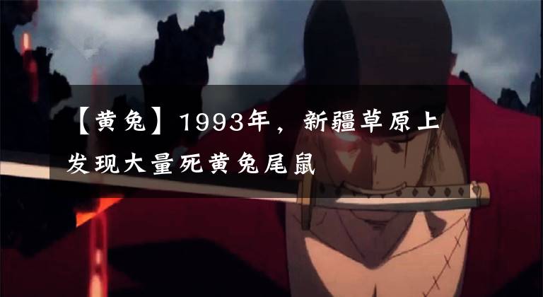 【黄兔】1993年，新疆草原上发现大量死黄兔尾鼠