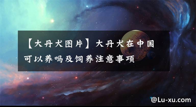 【大丹犬图片】大丹犬在中国可以养吗及饲养注意事项