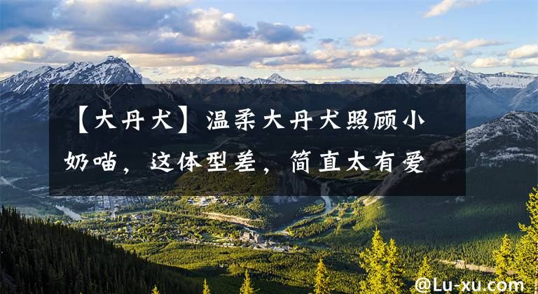【大丹犬】温柔大丹犬照顾小奶喵，这体型差，简直太有爱啦