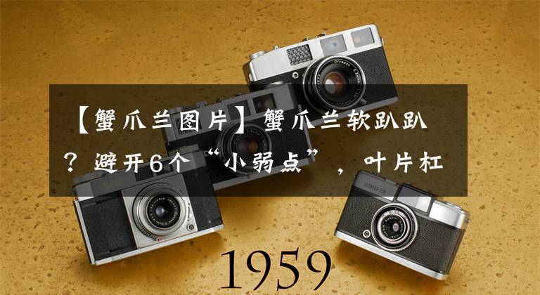 【蟹爪兰图片】蟹爪兰软趴趴？避开6个“小弱点”，叶片杠杠厚，开成花瀑布