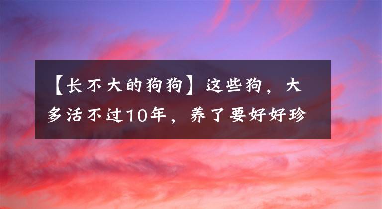 【长不大的狗狗】这些狗，大多活不过10年，养了要好好珍惜