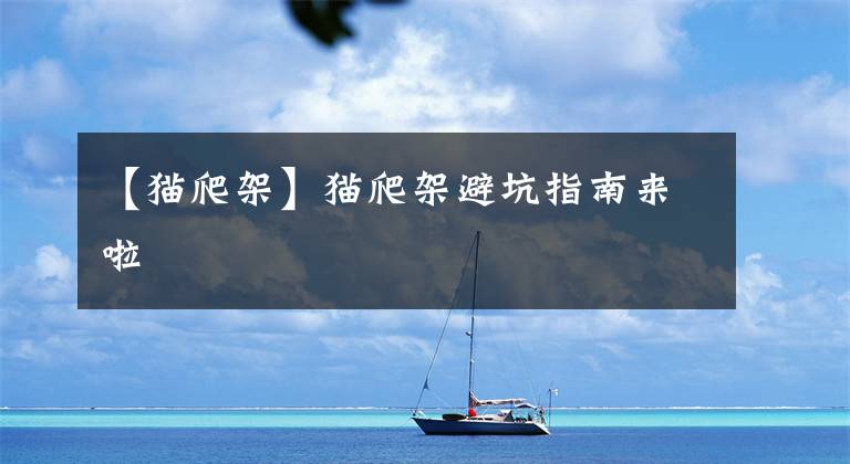 【猫爬架】猫爬架避坑指南来啦