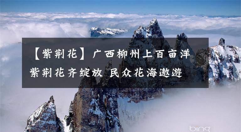 【紫荆花】广西柳州上百亩洋紫荆花齐绽放 民众花海遨游