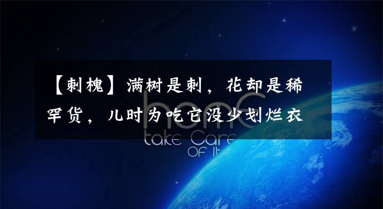 【刺槐】满树是刺，花却是稀罕货，儿时为吃它没少划烂衣服，见到拿袋摘