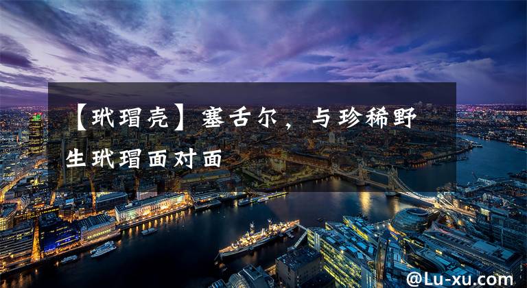 【玳瑁壳】塞舌尔，与珍稀野生玳瑁面对面