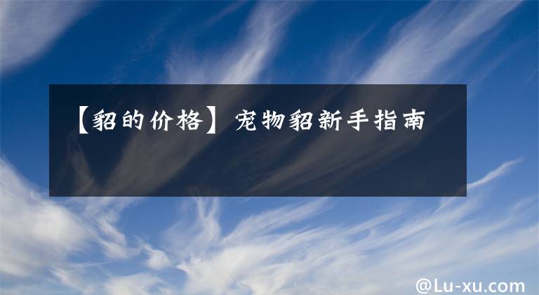 【貂的价格】宠物貂新手指南