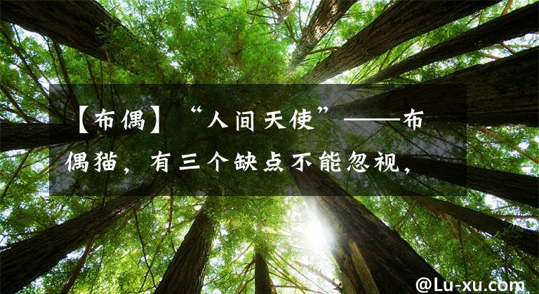 【布偶】“人间天使”——布偶猫，有三个缺点不能忽视，新手最好别养