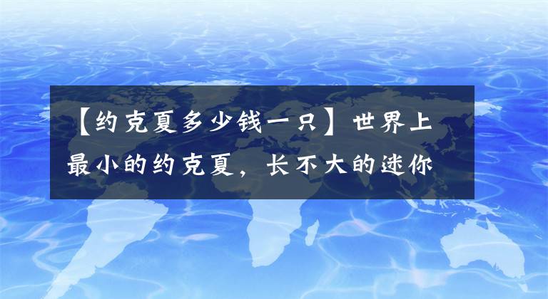 【约克夏多少钱一只】世界上最小的约克夏，长不大的迷你吉祥物，被称不老容颜！