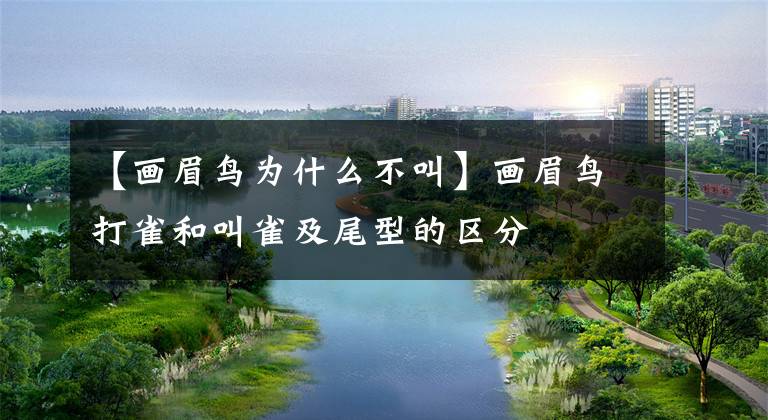 【画眉鸟为什么不叫】画眉鸟打雀和叫雀及尾型的区分