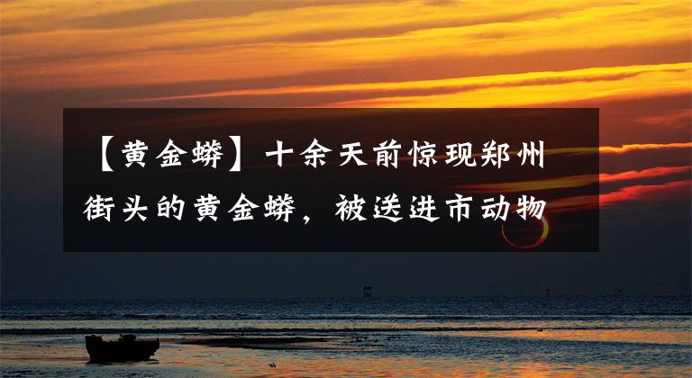 【黄金蟒】十余天前惊现郑州街头的黄金蟒，被送进市动物园
