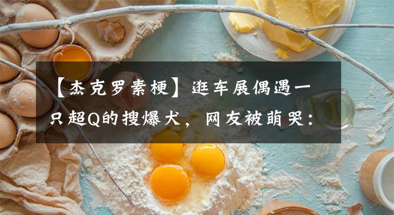 【杰克罗素梗】逛车展偶遇一只超Q的搜爆犬,网友被萌哭:这么小就出来打工啦