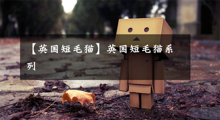 【英国短毛猫】英国短毛猫系列