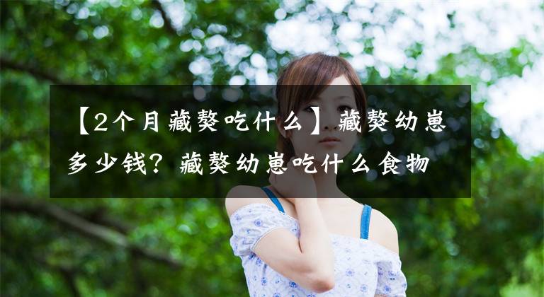 【2个月藏獒吃什么】藏獒幼崽多少钱?藏獒幼崽吃什么食物?