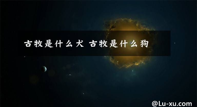 古牧是什么犬 古牧是什么狗