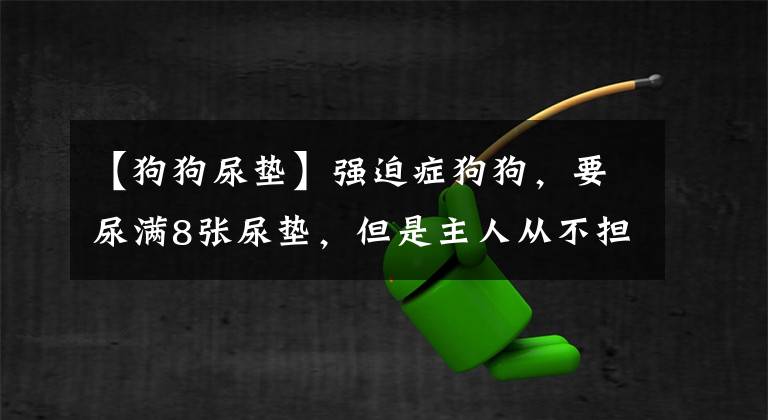 【狗狗尿垫】强迫症狗狗，要尿满8张尿垫，但是主人从不担心它乱尿