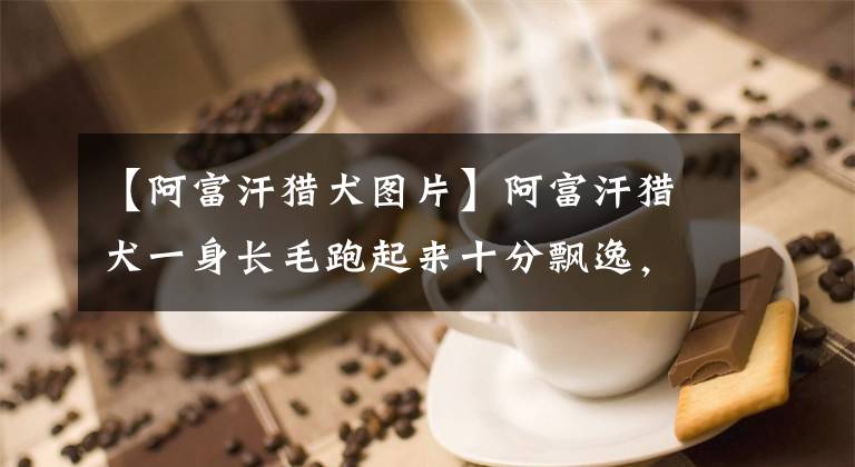 【阿富汗猎犬图片】阿富汗猎犬一身长毛跑起来十分飘逸，网友：夜华，夜华，是你吗~