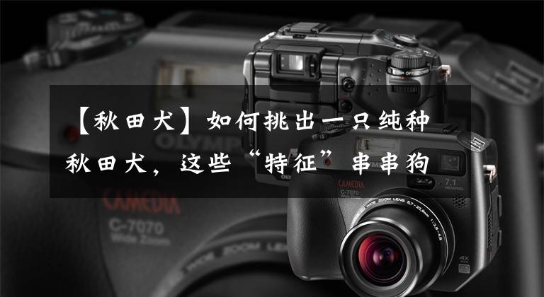 【秋田犬】如何挑出一只纯种秋田犬，这些“特征”串串狗都装不来