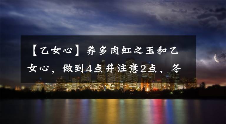 【乙女心】养多肉虹之玉和乙女心，做到4点并注意2点，冬天上色既水灵又好看