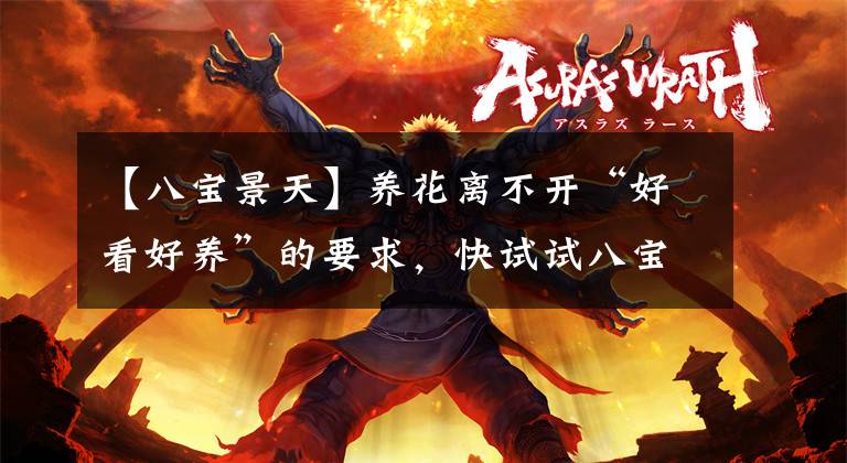 【八宝景天】养花离不开“好看好养”的要求，快试试八宝景天，每次开花是花球