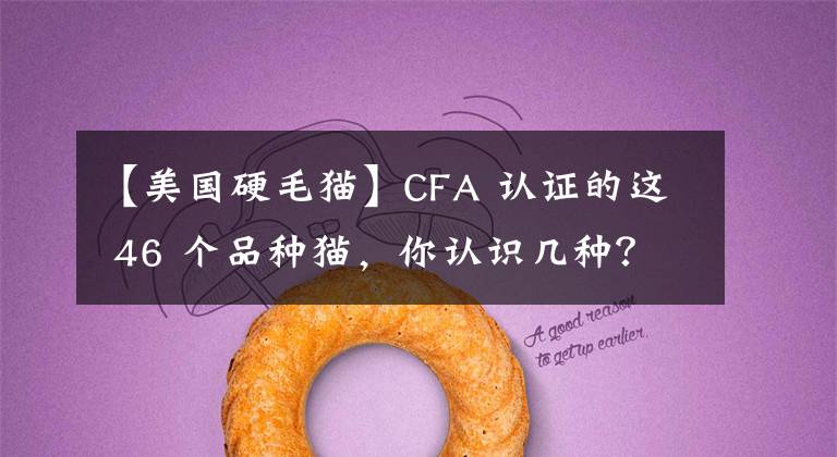 【美国硬毛猫】CFA 认证的这 46 个品种猫,你认识几种?(含 3 个考察期品种)