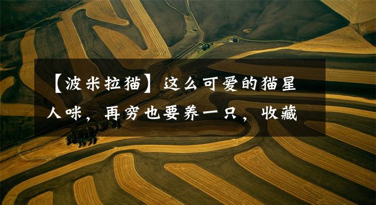 【波米拉猫】这么可爱的猫星人咪,再穷也要养一只,收藏收藏!