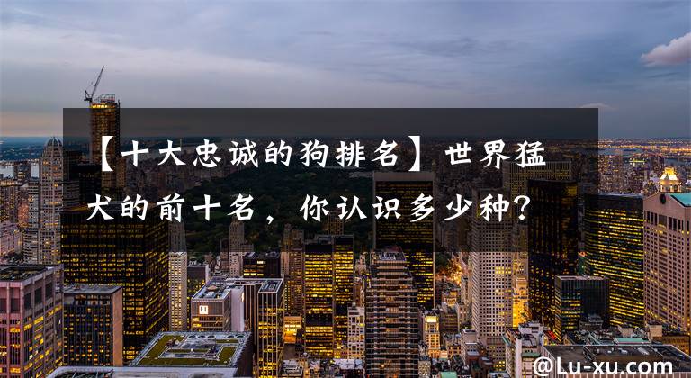 【十大忠诚的狗排名】世界猛犬的前十名，你认识多少种？