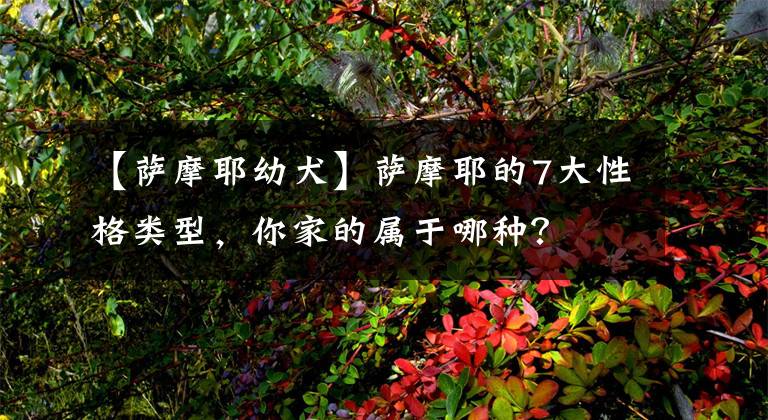 【萨摩耶幼犬】萨摩耶的7大性格类型，你家的属于哪种？
