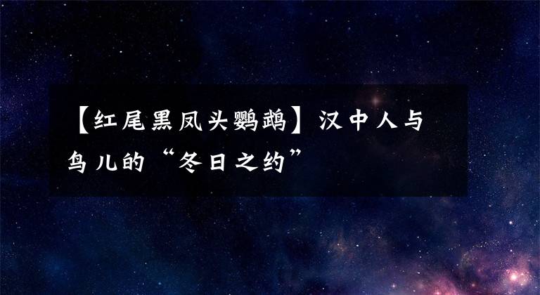 【红尾黑凤头鹦鹉】汉中人与鸟儿的“冬日之约”