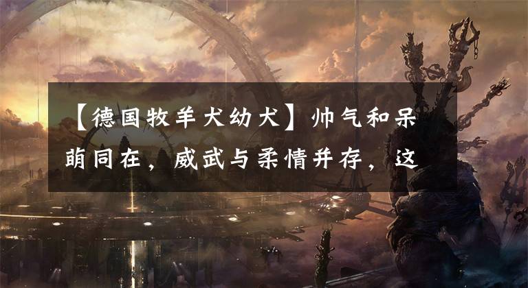 【德国牧羊犬幼犬】帅气和呆萌同在,威武与柔情并存,这就是人见人爱的德国牧羊犬