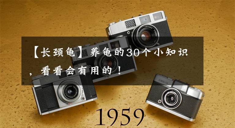 【长颈龟】养龟的30个小知识，看看会有用的！