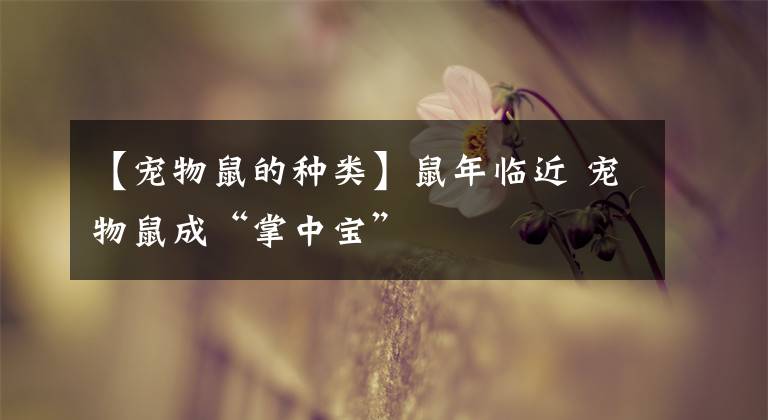 【宠物鼠的种类】鼠年临近 宠物鼠成“掌中宝”