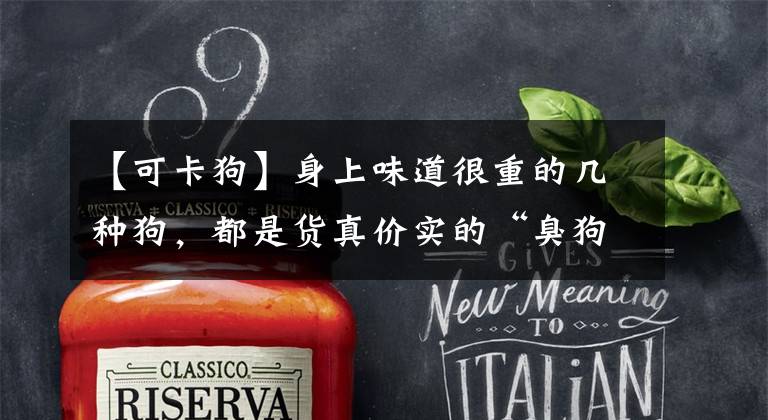 【可卡狗】身上味道很重的几种狗，都是货真价实的“臭狗”