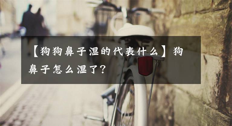 【狗狗鼻子湿的代表什么】狗鼻子怎么湿了?
