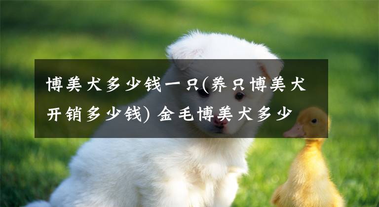 博美犬多少钱一只(养只博美犬开销多少钱) 金毛博美犬多少钱一条