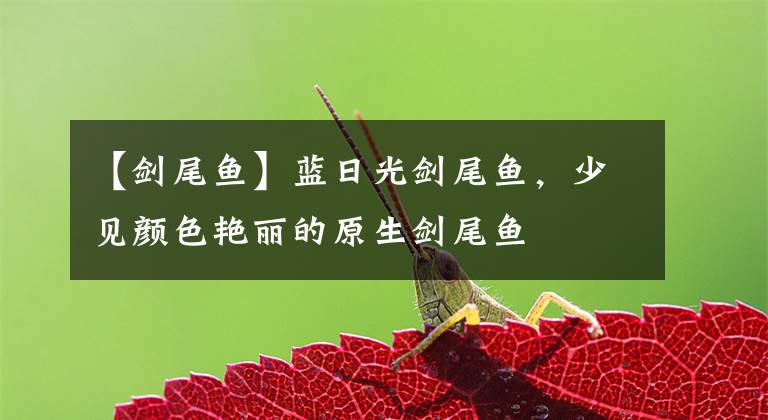 【剑尾鱼】蓝日光剑尾鱼，少见颜色艳丽的原生剑尾鱼